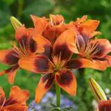 Lilium Tangotwosome Pkliltwo - Garden Express Australia