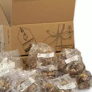 Mystery Box Spring Bulb Pack