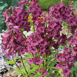 Penstemon Blackbird Penstemon Blackbird