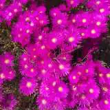 Pig Face Magenta Lpopfamag - Garden Express Australia