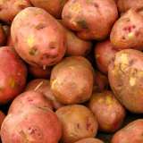 Potato Pink Eye13 - Garden Express Australia