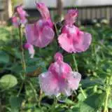 Salvia Angel Wings 2 Lposalawi - Garden Express Australia