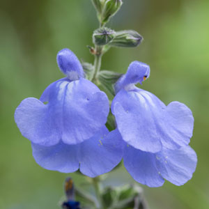 Salvia Marine Blue