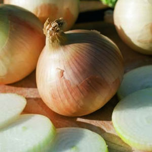Seed – Onion Seed – Onion Sweet Spanish