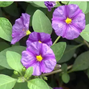 Solanum Potato Vine Blue