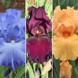 Bearded Iris Collection 1 Bearded Iris Collection 1