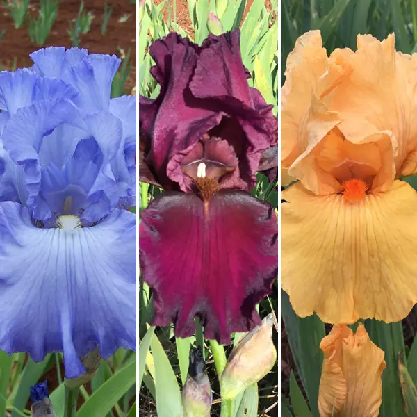Bearded Iris Collection 1