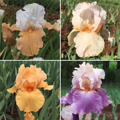 Bearded Iris Collection 1 Colbircol - Garden Express Australia