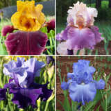 Bearded Iris Collection 1