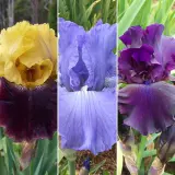 Bearded Iris Collection 2 2025 Colbircol - Garden Express Australia