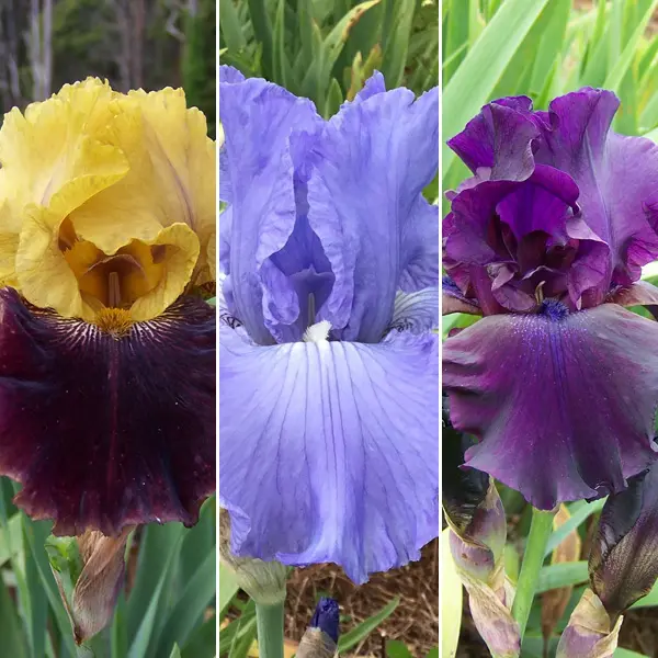 Bearded Iris Collection 1