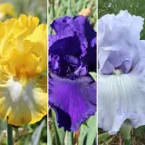 Bearded Iris Collection 3 2025 Colbircol - Garden Express Australia