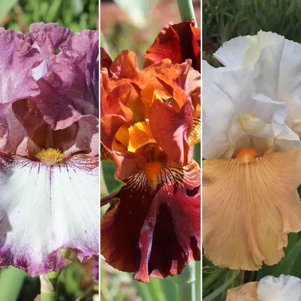 Bearded Iris Collection 1