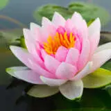 Water Lily Norma Gedye 2024 Pkwlinge - Garden Express Australia