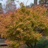 Acer Sango Kaku Acer Sango Kaku