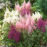 Page 17 Astilbe