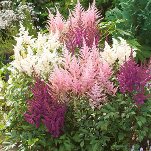Astilbe Mixed