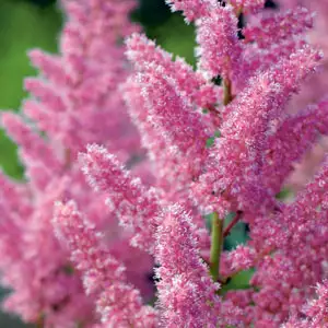 Astilbe Growing Guide Astilbe Vision In Pink Pkastvip - Garden Express Australia