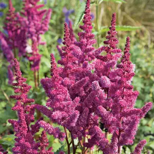 Astilbe Growing Guide Astilbe Vision In Red Pkastvir - Garden Express Australia