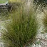Austrostipa Stipoides By Krzysztof Ziarnek Kenraiz Via Wikicommons Lpoaussti - Garden Express Australia