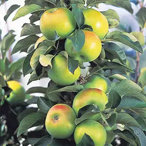 Ballerina Apple Bolero