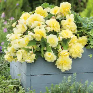 Tuberous Begonia Growing Guide Begonia Illumination Lemon 20 Pkbegile - Garden Express Australia