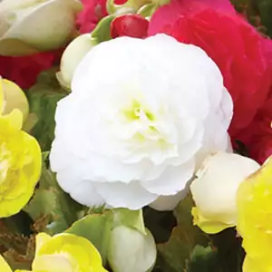 Tuberous Begonia Growing Guide Begonia White Pkbegwhi - Garden Express Australia