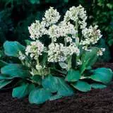 Bergenia Bressingham White Pplberbwh - Garden Express Australia