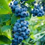 Top Fruits To Grow In Spring Blueberry Sunshine Blue Lpoblusbl 2019 - Garden Express Australia