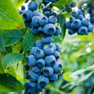 Top Fruits To Grow In Spring