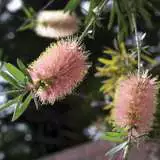 Callistemon Injune Lpocalinj - Garden Express Australia