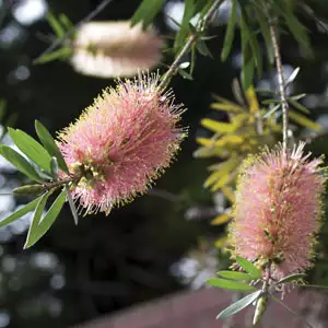 Callistemon Injune