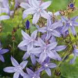 Campanula Poscharskyana 2019 Lpocampos - Garden Express Australia