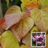Cercis Forest Pansy Trecerfpa - Garden Express Australia