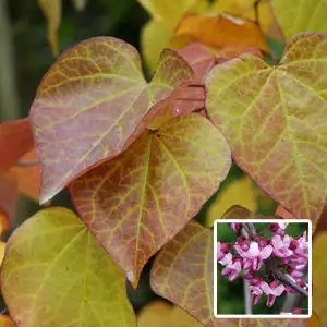 Cercis Forest Pansy