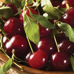 Cherry Sunburst Cherry Sunburst