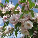 Crab Apple Charlottae Trecapcha - Garden Express Australia