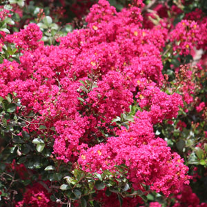 Crepe Myrtle Infinitini Watermelon Garden Express