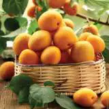 Dwarf Apricot Moorpark Treaprdmo - Garden Express Australia