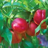 Dwarf Nectarine Necta Red Trenecdnr - Garden Express Australia