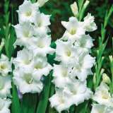 Gladioli Sophie