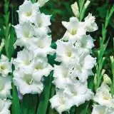 Gladioli Sophie Pkglasop - Garden Express Australia