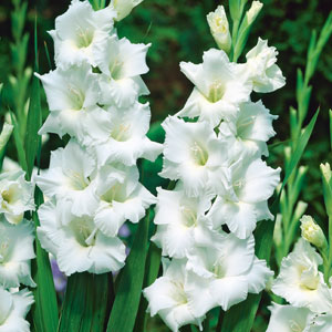 Gladioli Sophie