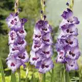 Gladioli Vista Pkglavis - Garden Express Australia