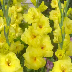 Gladioli Growing Guide Gladiolus Bananarama Pkglaban - Garden Express Australia