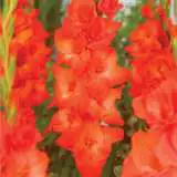 Gladiolus Live Oak Pkglaloa - Garden Express Australia
