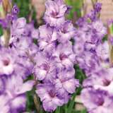 Gladiolus Milka Pkglamil - Garden Express Australia