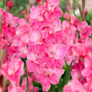 Gladioli Pink Event