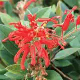 Grevillea Deua Flame Grevillea Deua Flame