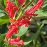 Grevillea Deua Flame Grevillea Deua Flame